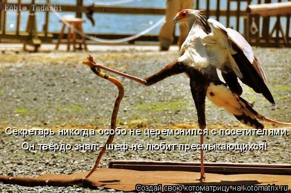 Секретарь никогда особо не церемонился с посетителями. Он твёрдо знал:- шеф не любит пресмыкающихся!... Котоматрица: Секретарь никогда особо не церемонился с посетителями. Он твёрдо знал:- шеф не любит пресмыкающихся!