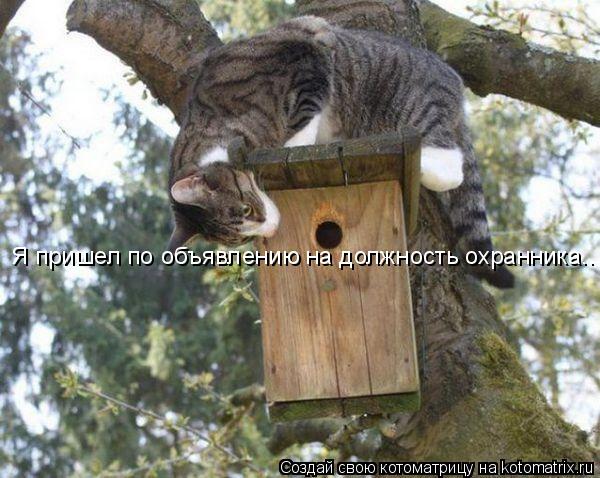 Я пришел по объявлению на должность охранника..... Котоматрица: Я пришел по объявлению на должность охранника..