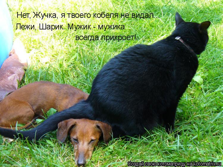 Нет, Жучка, я твоего кобеля не видал... Лежи, Шарик. Мужик - мужика всегда прикроет!... Котоматрица: Нет, Жучка, я твоего кобеля не видал... Лежи, Шарик. Мужик - мужика всегда прикроет!