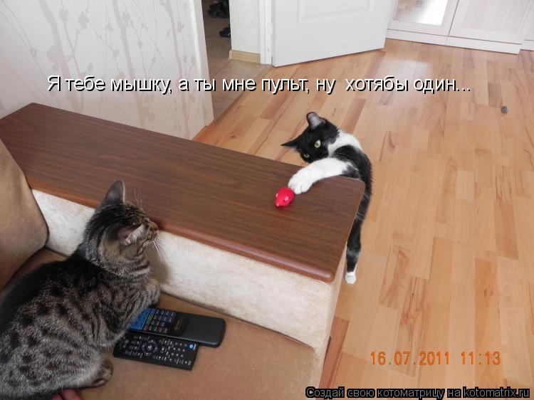 Я тебе мышку, а ты мне пульт, ну хотябы один...... Котоматрица: Я тебе мышку, а ты мне пульт, ну хотябы один...