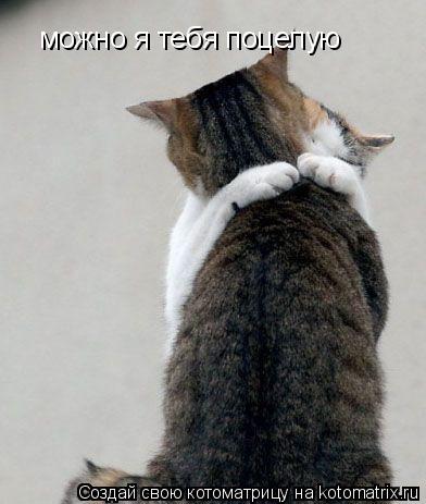 можно я тебя поцелую... Котоматрица: можно я тебя поцелую