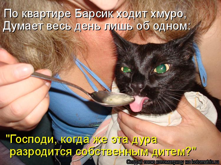 По квартире Барсик ходит хмуро, "Господи, когда же эта дура разродится собственным дитем?" Думает ве... Котоматрица: По квартире Барсик ходит хмуро, "Господи, когда же эта дура разродится собственным дитем?" Думает весь день лишь об одном: