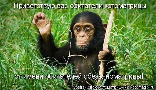 Приветствую вас обитатели котоматрицы от имени обитателей обезьяноматрицы!... Котоматрица: Приветствую вас обитатели котоматрицы от имени обитателей обезьяноматрицы!