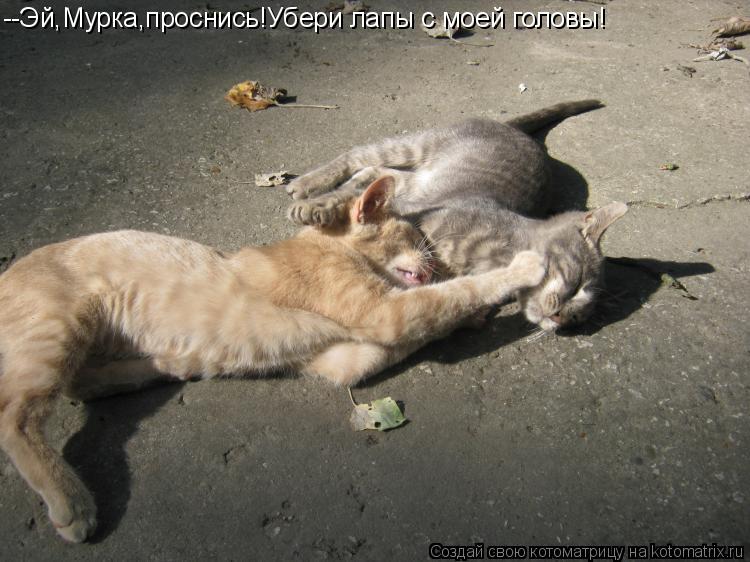 --Эй,Мурка,проснись!Убери лапы с моей головы!... Котоматрица: --Эй,Мурка,проснись!Убери лапы с моей головы!