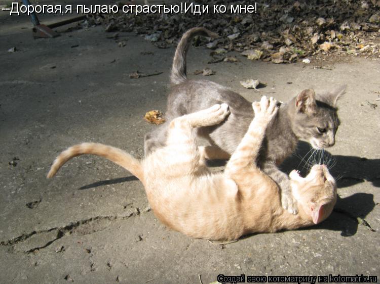 --Дорогая,я пылаю страстью!Иди ко мне!... Котоматрица: --Дорогая,я пылаю страстью!Иди ко мне!