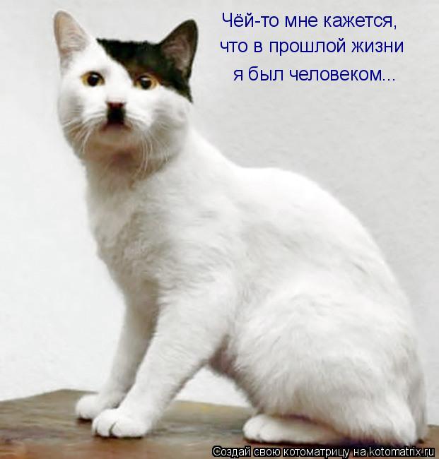 Чёй-то мне кажется,... Чёй-то мне кажется, что в прошлой жизни я был человеком...... Котоматрица: Чёй-то мне кажется,... Чёй-то мне кажется, что в прошлой жизни я был человеком...