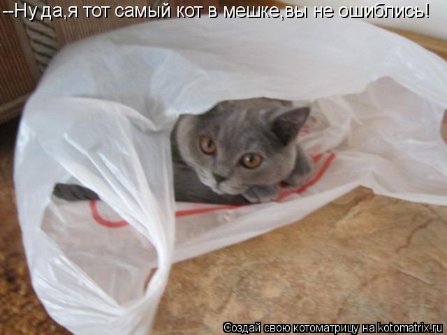 --Ну да,я тот самый кот в мешке,вы не ошиблись!... Котоматрица: --Ну да,я тот самый кот в мешке,вы не ошиблись!