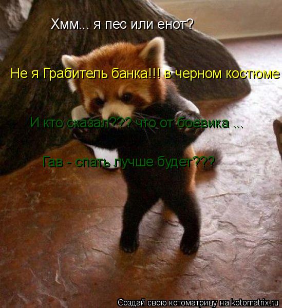 Хмм... я пес или енот? Не я Грабитель банка!!! в черном костюме И кто сказал??? что от боевика ... Га... Котоматрица: Хмм... я пес или енот? Не я Грабитель банка!!! в черном костюме И кто сказал??? что от боевика ... Гав - спать лучше будет???