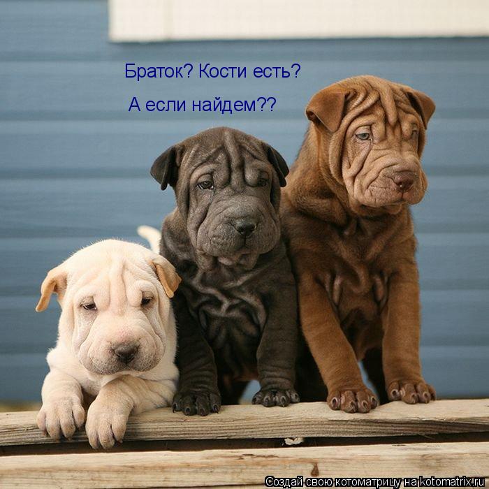 Браток? Кости есть? А если найдем??... Котоматрица: Браток? Кости есть? А если найдем??