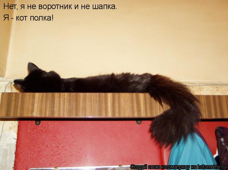 Нет, я не воротник и не шапка. Я - кот полка!... Котоматрица: Нет, я не воротник и не шапка. Я - кот полка!