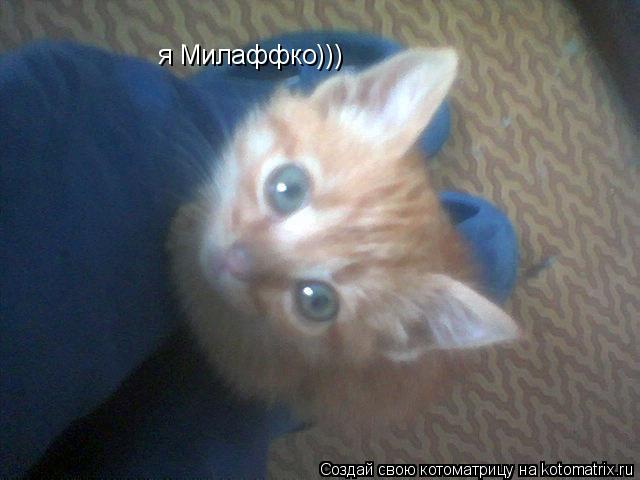 я Милаффко)))... Котоматрица: я Милаффко)))