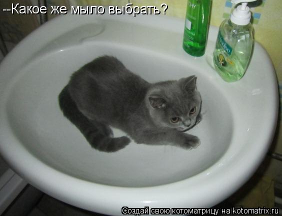 --Какое же мыло выбрать?... Котоматрица: --Какое же мыло выбрать?