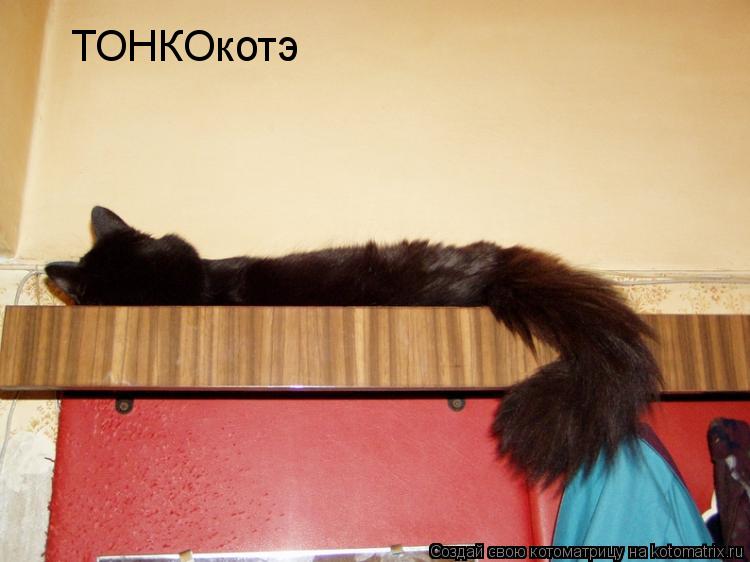 ТОНКОкотэ... Котоматрица: ТОНКОкотэ