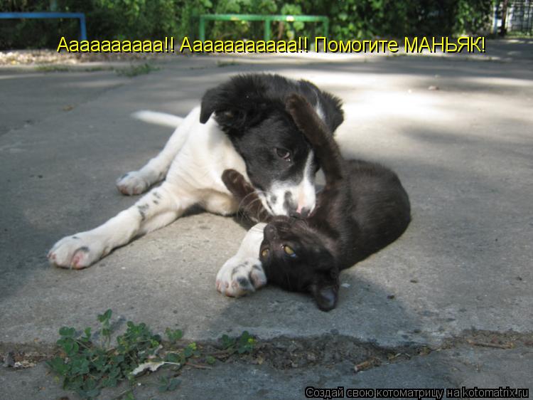 Аааааааааа!! Ааааааааааа!! Помогите МАНЬЯК!... Котоматрица: Аааааааааа!! Ааааааааааа!! Помогите МАНЬЯК!