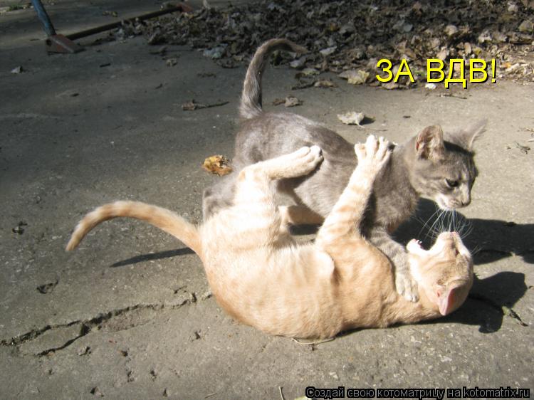 ЗА ВДВ!... Котоматрица: ЗА ВДВ!