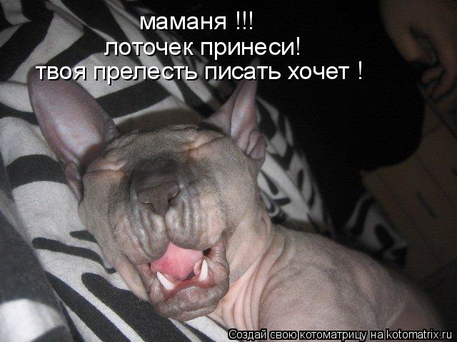 маманя !!! лоточек принеси! твоя прелесть писать хочет !... Котоматрица: маманя !!! лоточек принеси! твоя прелесть писать хочет !