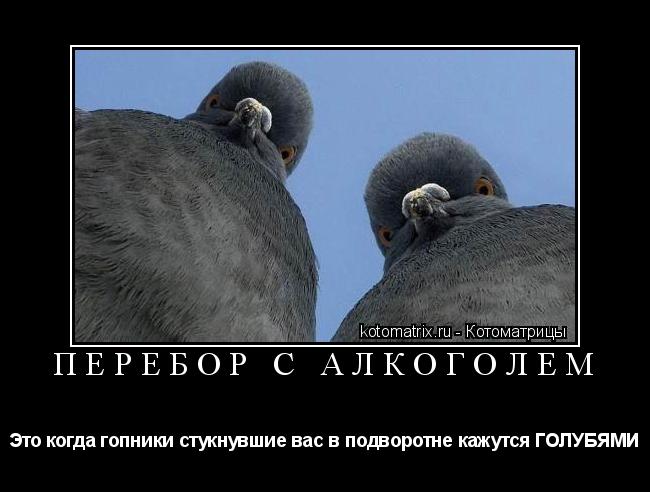 Котоматрица: Перебор с алкоголем Это когда гопники стукнувшие вас в подворотне кажутся ГОЛУБЯМИ
