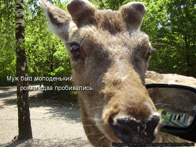 Муж был молоденький, рожки едва пробивались.... Котоматрица: Муж был молоденький, рожки едва пробивались.