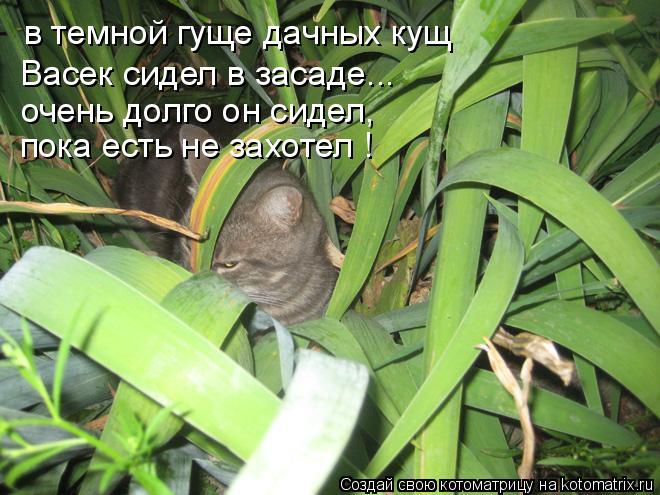 в темной гуще дачных кущ Васек сидел в засаде... очень долго он сидел, пока есть не захотел !... Котоматрица: в темной гуще дачных кущ Васек сидел в засаде... очень долго он сидел, пока есть не захотел !