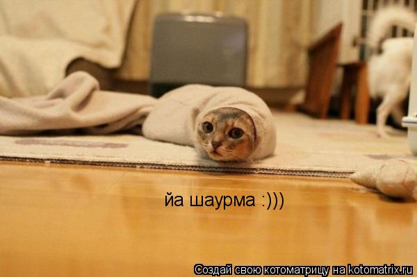 йа шаурма :)))... Котоматрица: йа шаурма :)))