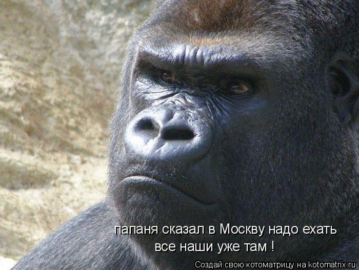 папаня сказал в Москву надо ехать все наши уже там !... Котоматрица: папаня сказал в Москву надо ехать все наши уже там !