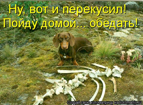 Котоматрица: Ну, вот и перекусил! Пойду домой... обедать!