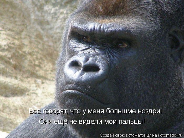 Все говорят, что у меня большме ноздри! Они ещё не видели мои пальцы!... Котоматрица: Все говорят, что у меня большме ноздри! Они ещё не видели мои пальцы!