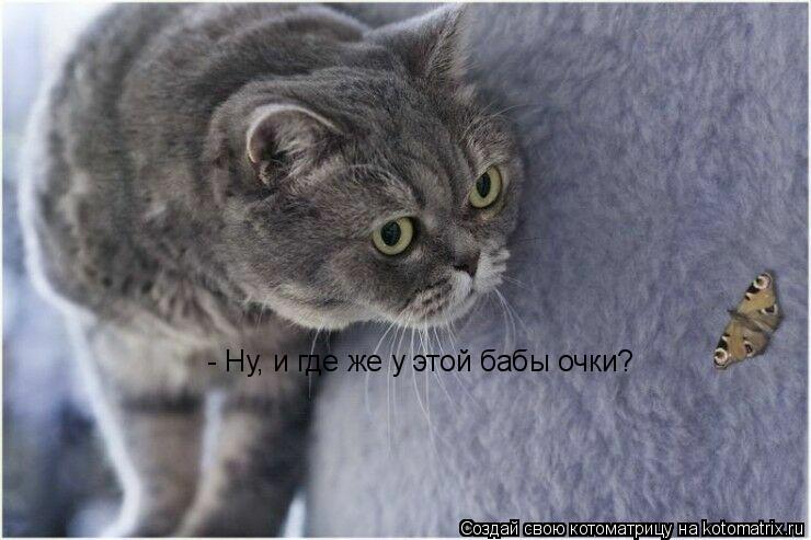 Котоматрица: - Ну, и где же у этой бабы очки?