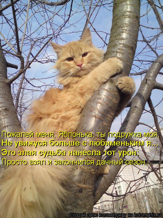 Котоматрица: Пожалей меня, Яблонька, ты подружка моя, Не увижуся больше с любименьким я... Это злая судьба нанесла тот урон: Просто взял и закончился дачны