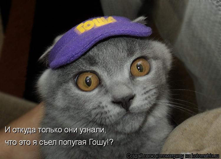 Котоматрица: И откуда только они узнали, что это я съел попугая Гошу!?