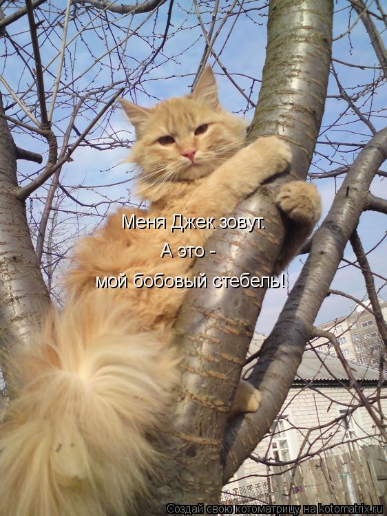 Котоматрица: Меня Джек зовут. А это - мой бобовый стебель!