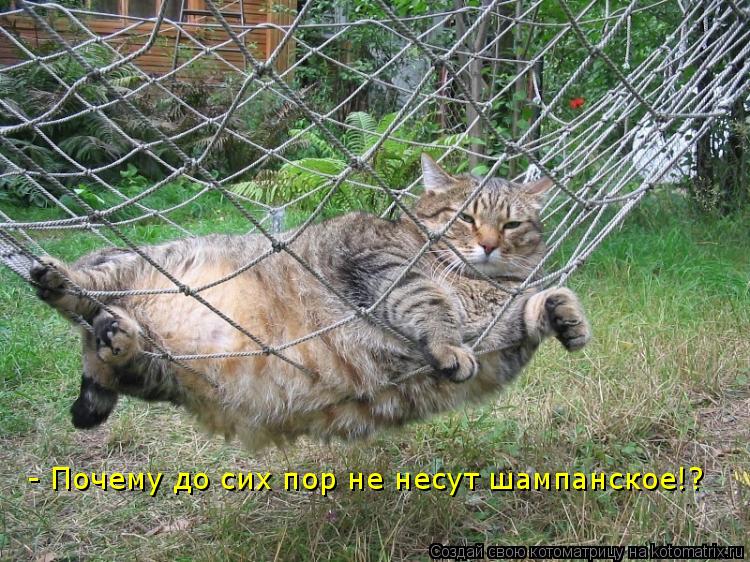 Котоматрица: - Почему до сих пор не несут шампанское!?