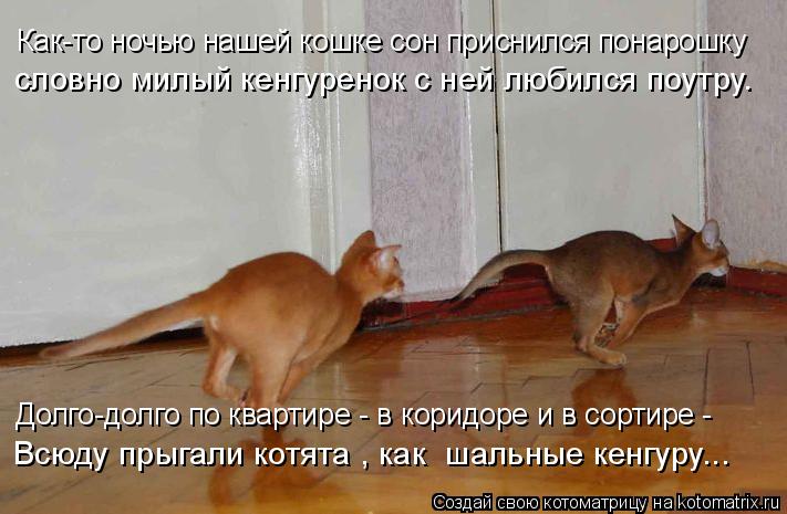 Долго-долго по квартире - в коридоре и в сортире - Как-то ночью нашей кошке сон приснился понарошку В... Котоматрица: Долго-долго по квартире - в коридоре и в сортире - Как-то ночью нашей кошке сон приснился понарошку Всюду прыгали котята , как шальные кенгур