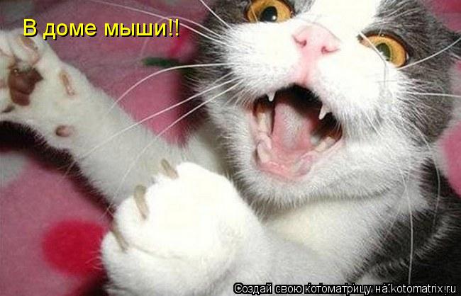 В доме мыши!!... Котоматрица: В доме мыши!!