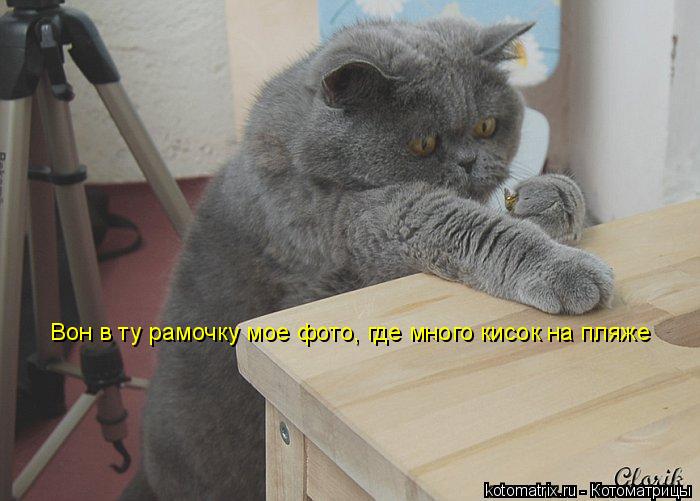 Вон в ту рамочку мое фото, где много кисок на пляже... Котоматрица: Вон в ту рамочку мое фото, где много кисок на пляже