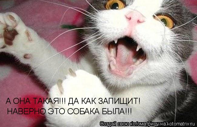 Котоматрица: А ОНА ТАКАЯ!!! ДА КАК ЗАПИЩИТ! НАВЕРНО ЭТО СОБАКА БЫЛА!!!