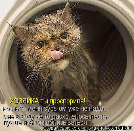 ХОЗЯЙКА ты проспорила! мне в воду чё то расхотелось лесть лучше языком облизываться но мыть меня syos... Котоматрица: ХОЗЯЙКА ты проспорила! мне в воду чё то расхотелось лесть лучше языком облизываться но мыть меня syos-ом уже не надо...
