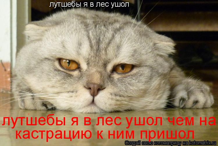 Котоматрица: лутшебы я в лес ушол  лутшебы я в лес ушол чем на кастрацию к ним пришол