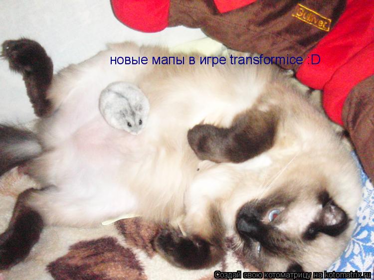 Котоматрица: новые мапы в игре transformice :D