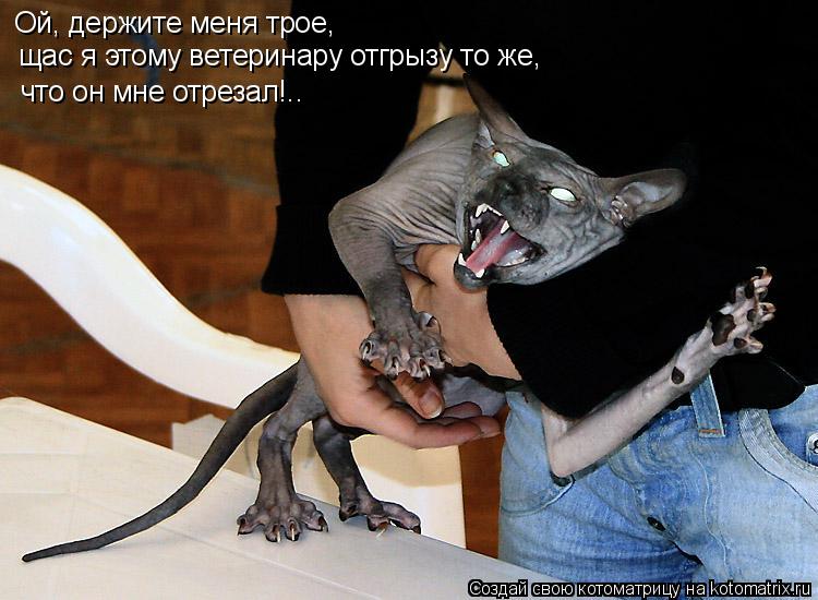 Котоматрица: Ой, держите меня трое,  щас я этому ветеринару отгрызу то же,  что он мне отрезал!..