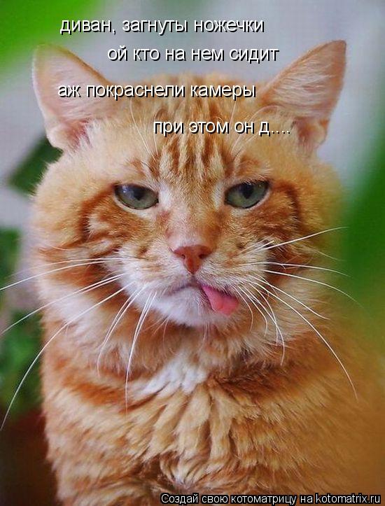 Котоматрица: диван, загнуты ножечки ой кто на нем сидит аж покраснели камеры при этом он д....