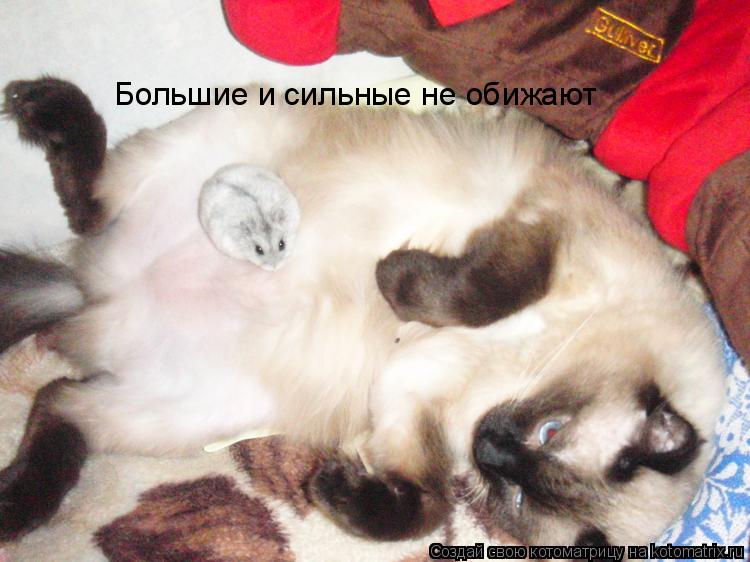 Котоматрица: Большие и сильные не обижают