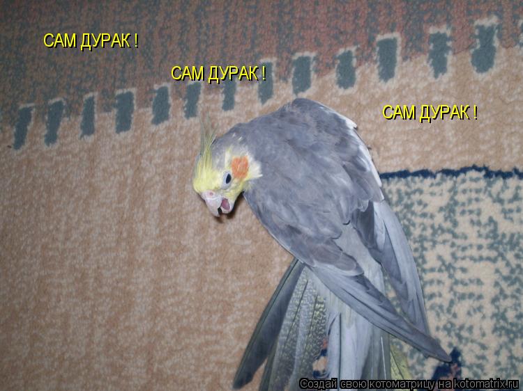 Котоматрица: САМ ДУРАК ! САМ ДУРАК ! САМ ДУРАК !