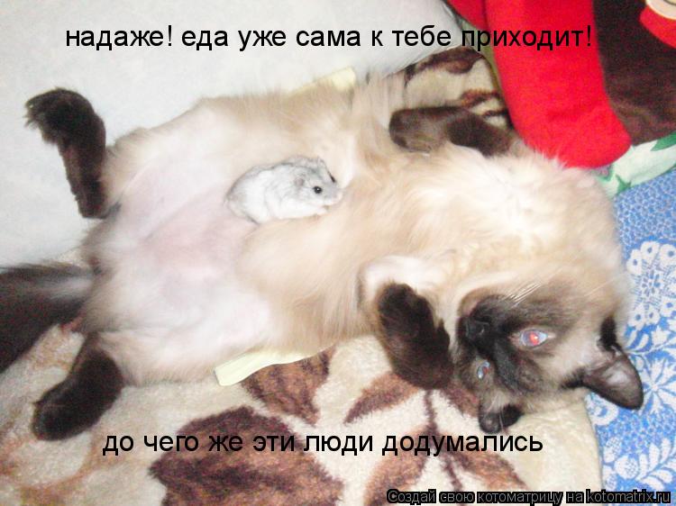 Котоматрица: надаже! еда уже сама к тебе приходит! до чего же эти люди додумались