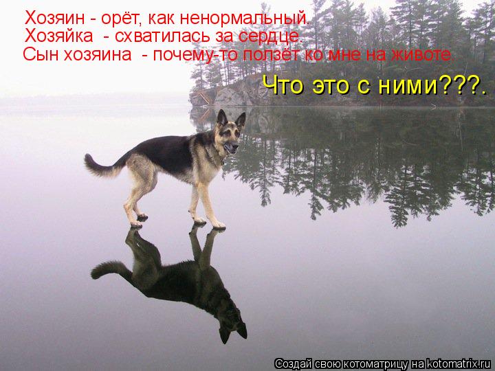 Хозяин - орёт, как ненормальный. Хозяйка - схватилась за сердце. Сын хозяина - почему-то ползёт ко ... Котоматрица: Хозяин - орёт, как ненормальный. Хозяйка - схватилась за сердце. Сын хозяина - почему-то ползёт ко мне на животе. Что это с ними???.