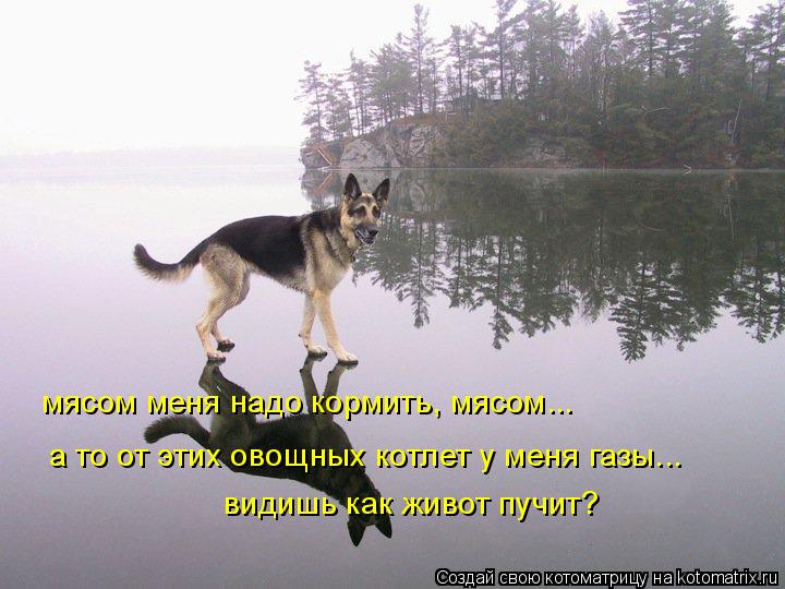 мясом меня надо кормить, мясом... а то от этих овощных котлет у меня газы... видишь как живот пучит?... Котоматрица: мясом меня надо кормить, мясом... а то от этих овощных котлет у меня газы... видишь как живот пучит?