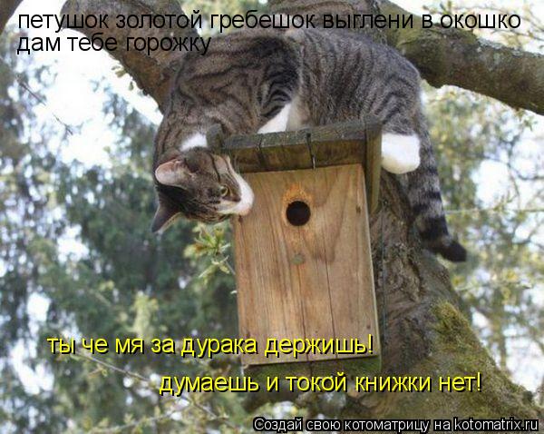 петушок золотой гребешок выглени в окошко дам тебе горожку ты че мя за дурака держишь! думаешь и токо... Котоматрица: петушок золотой гребешок выглени в окошко дам тебе горожку ты че мя за дурака держишь! думаешь и токой книжки нет!