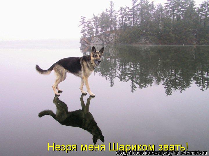 Незря меня Шариком звать!... Котоматрица: Незря меня Шариком звать!