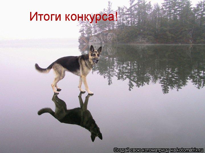 Итоги конкурса!... Котоматрица: Итоги конкурса!