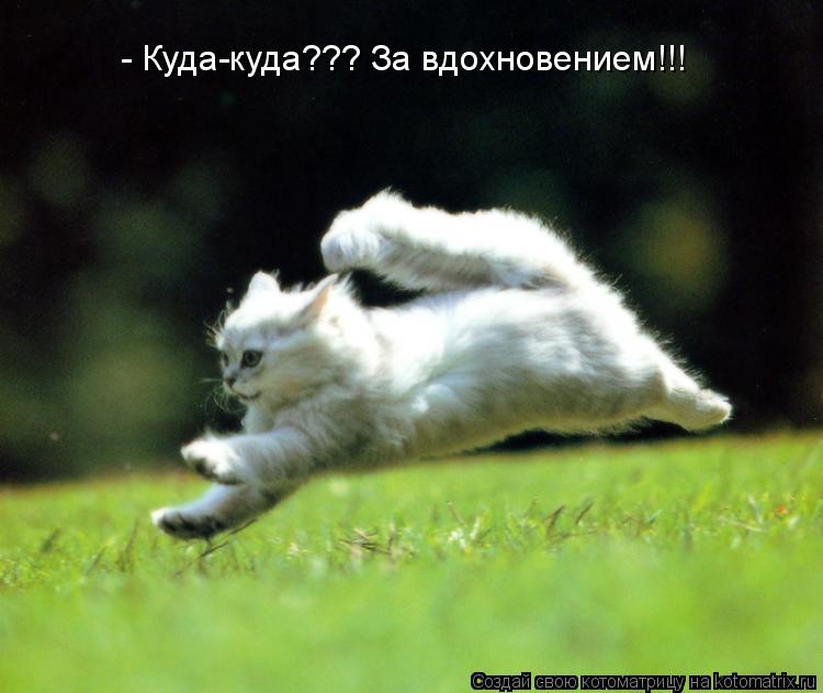 - Куда-куда??? За вдохновением!!!... Котоматрица: - Куда-куда??? За вдохновением!!!